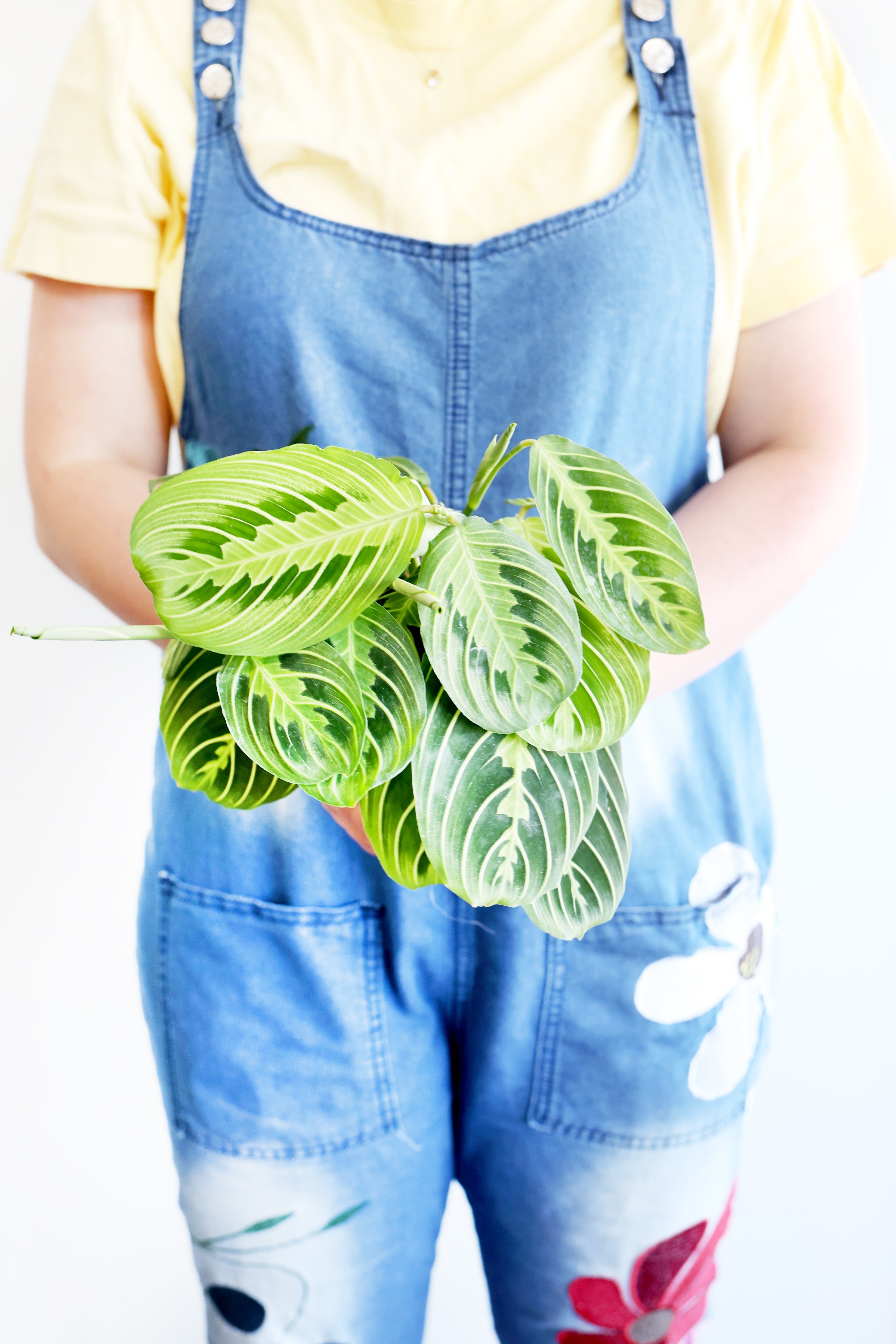 Lemon Lime Prayer Plant