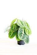 Maranta prayer plant in black pot on light wood, vibrant green leaves, Quirk Boutique style
