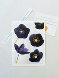 Art print featuring detailed black hellebore flowers with yellow centers on a light background