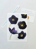 💚 January: Black Hellebore - Qu!rk Boutique