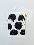 Black scabiosa flower art print with green stems on white background and informational cards
