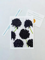 💚 March: Black Scabiosa - Qu!rk Boutique