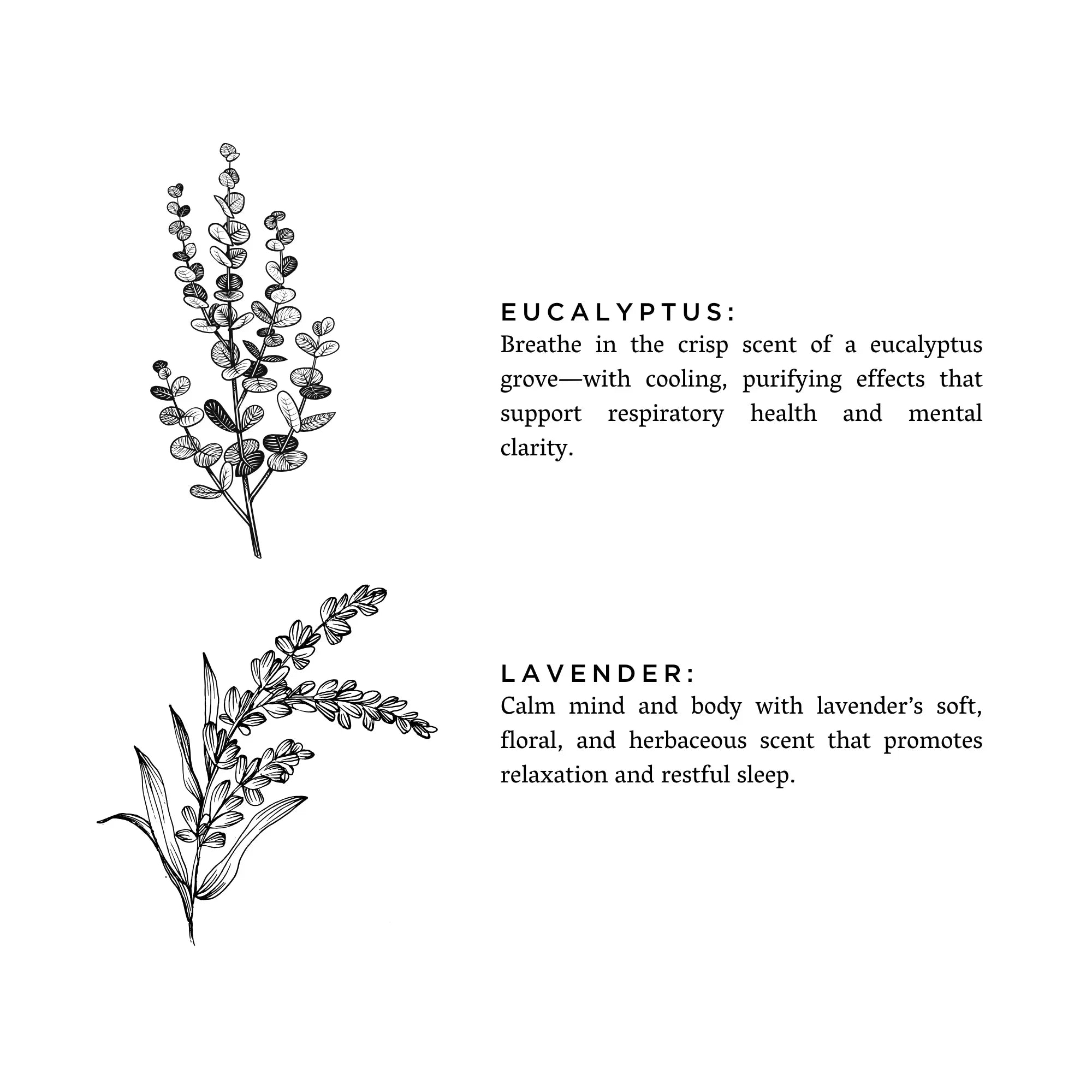 Black and white botanical illustrations of eucalyptus and lavender with text describing their calming and respiratory benefits