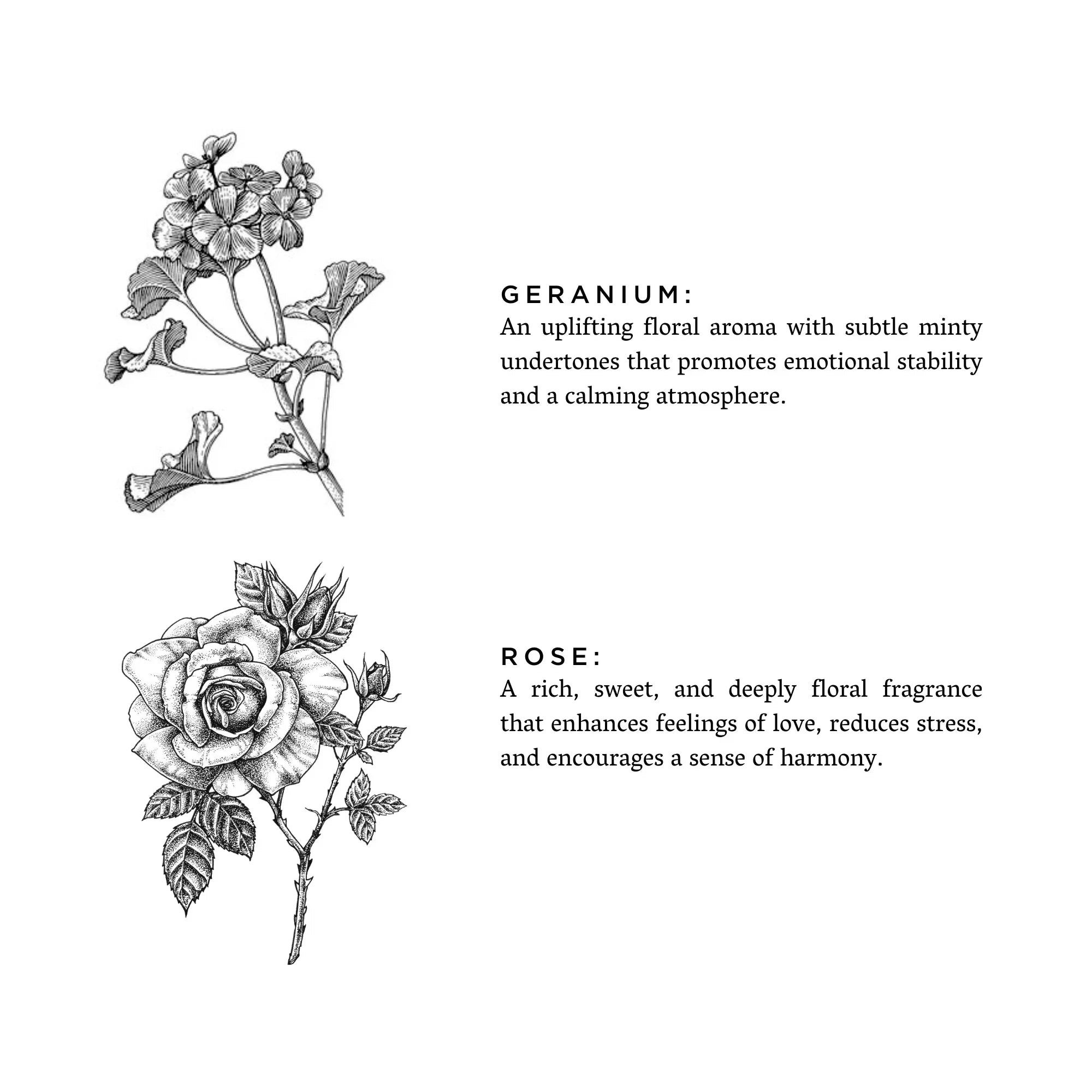 Black and white botanical drawings of geranium and rose with fragrance descriptions, garden gift art