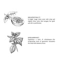 Black and white illustrations of grapefruit and spearmint with descriptions of their refreshing citrus and invigorating scents
