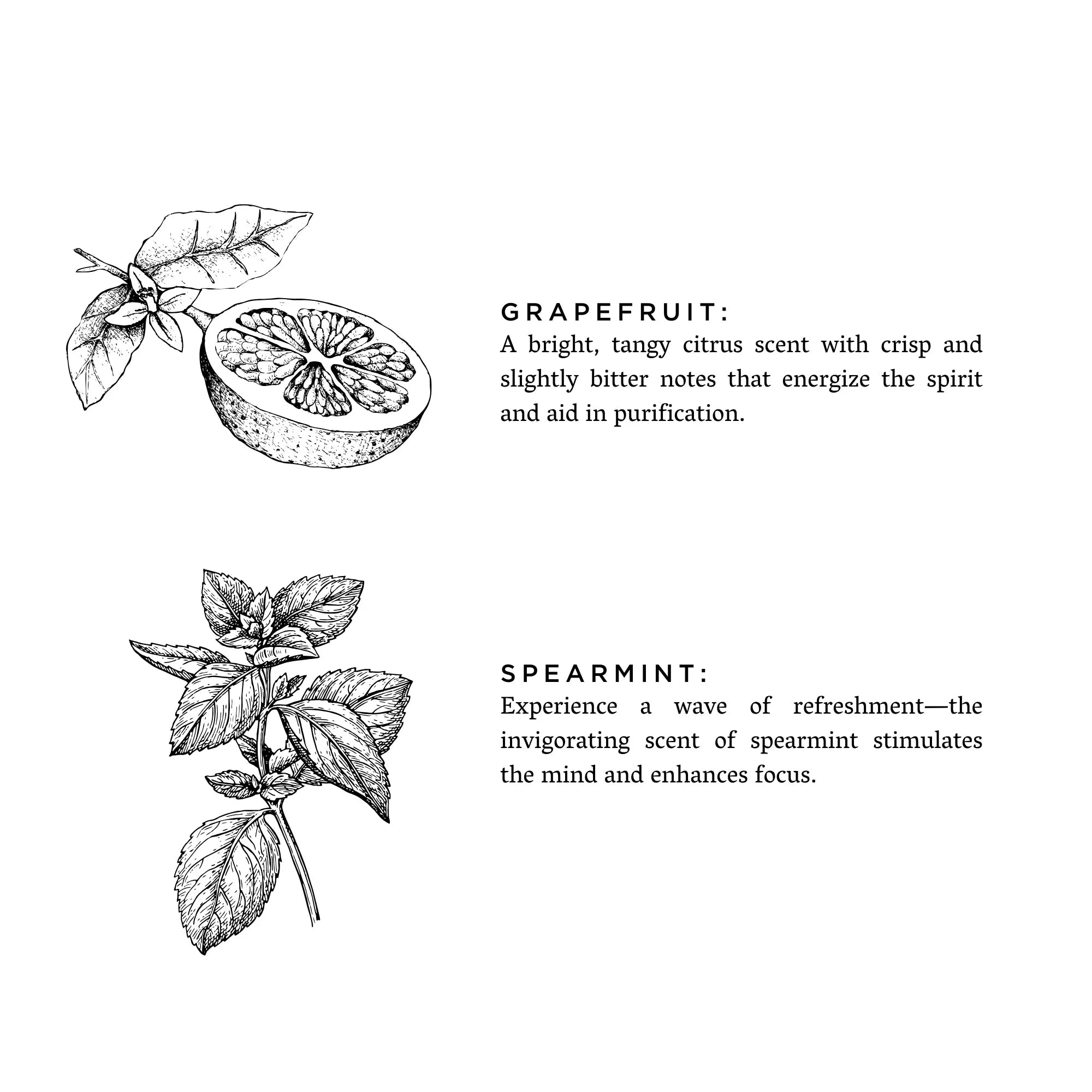 Black and white line drawings of grapefruit half with leaves and spearmint sprig next to descriptive text