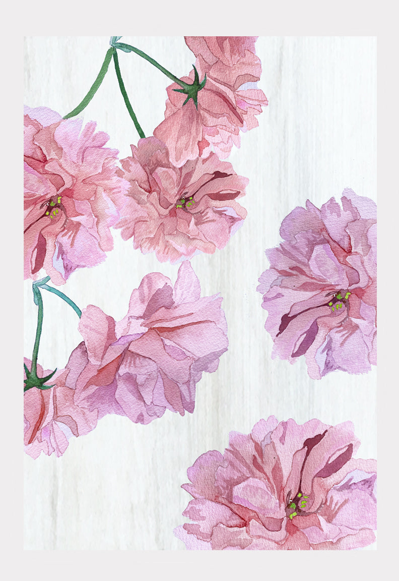 Art Print:  Ichiyo Cherry Blossoms on Snow