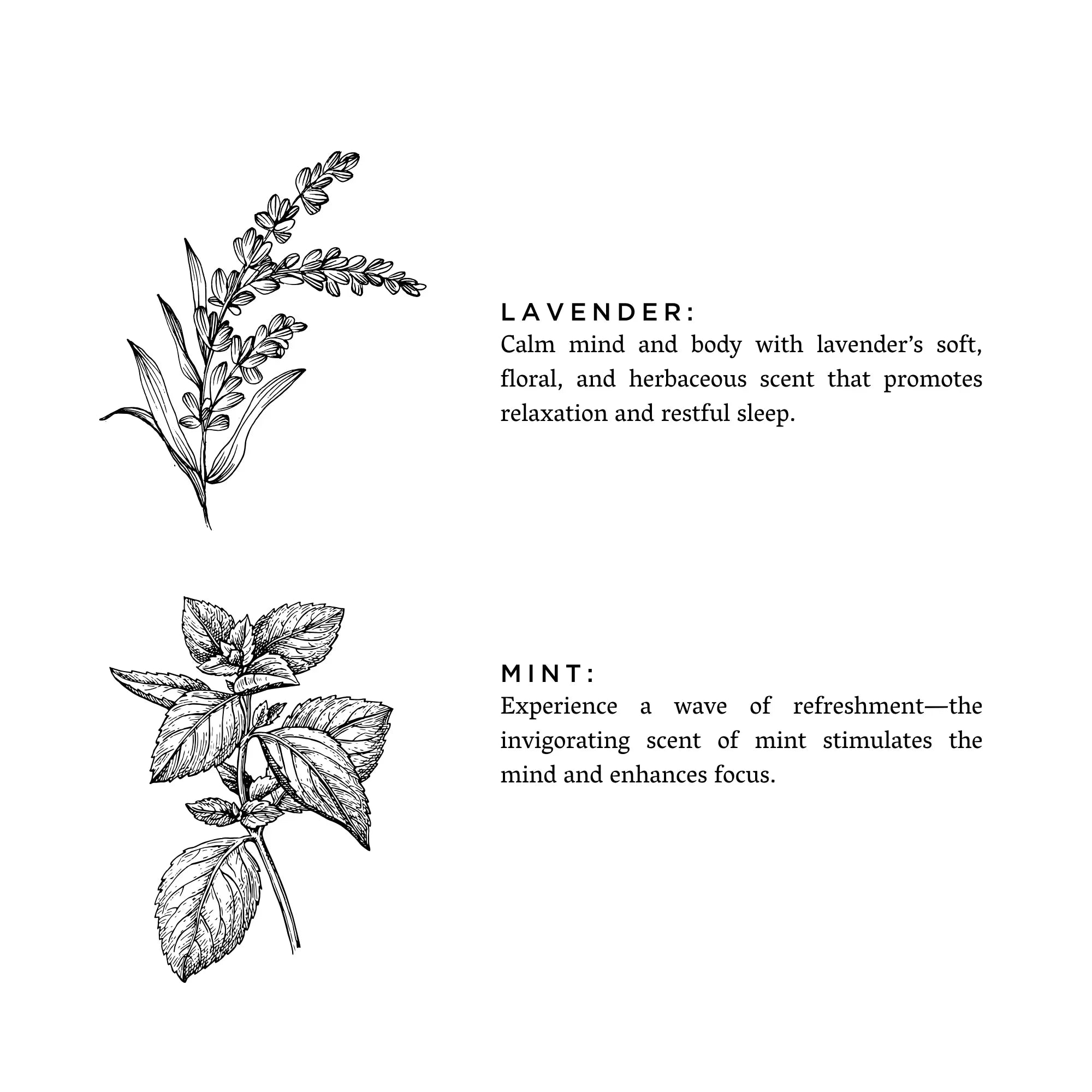 Black and white botanical illustrations of lavender and mint with text describing their soothing and invigorating scents