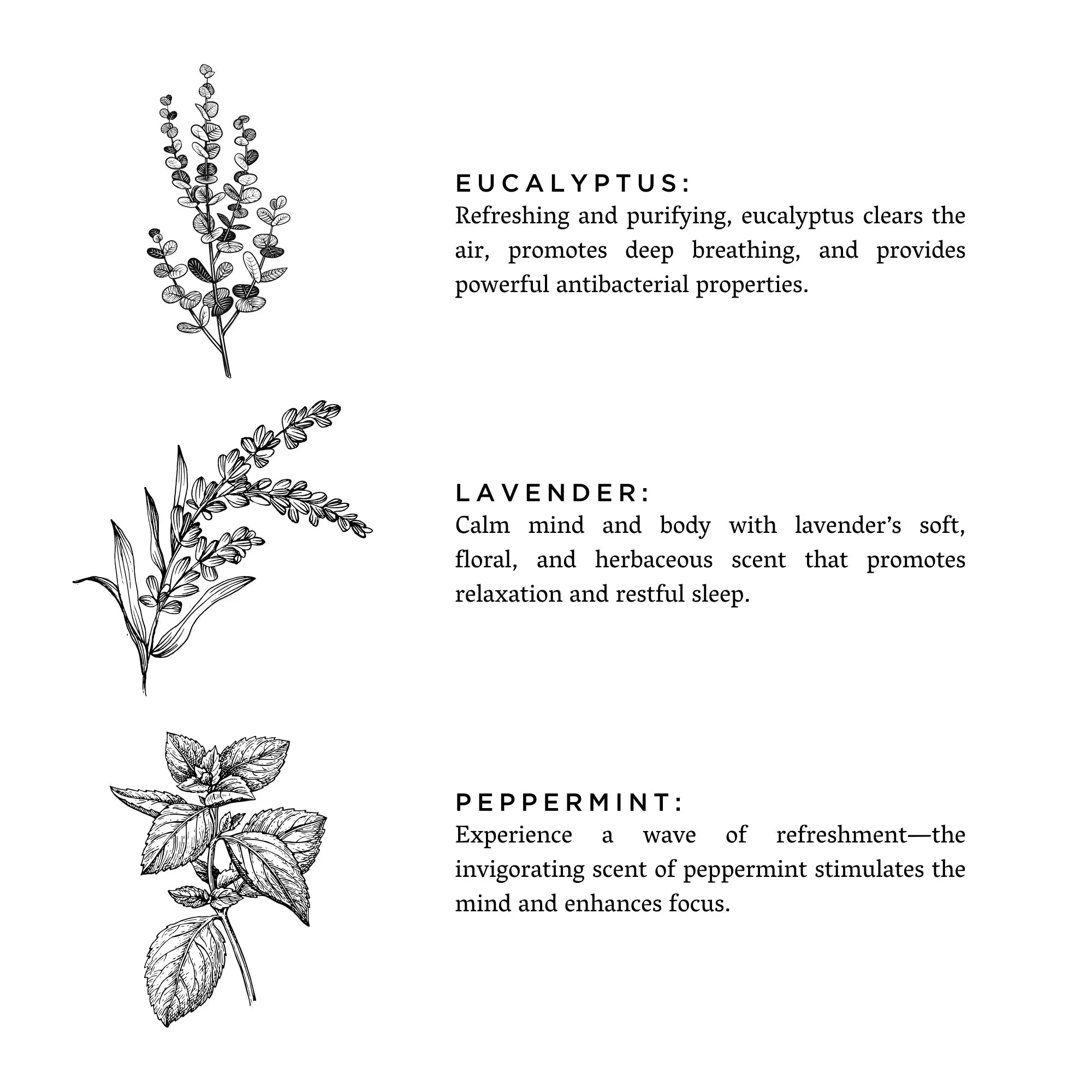 Black and white botanical illustrations of eucalyptus, lavender, and peppermint with descriptions of their aromatic and wellness benefits, featured by Qu!rk Boutique & Gift Shop.
