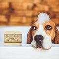Beagle dog in bath with soap suds and MamaSuds Pet Wash Bar, eco-friendly pet care at Qu!rk Boutique.