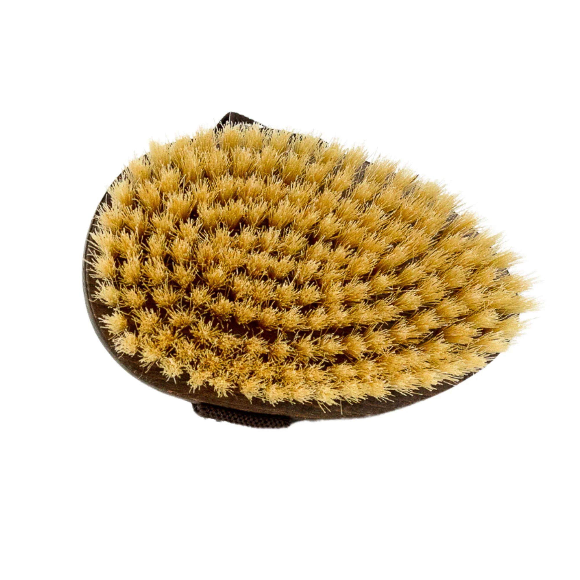 Close-up of a dry body brush with dense natural bristles and a brown strap