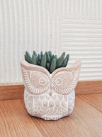 Small Terracotta Pot - Big Eye Owl - Qu!rk Boutique