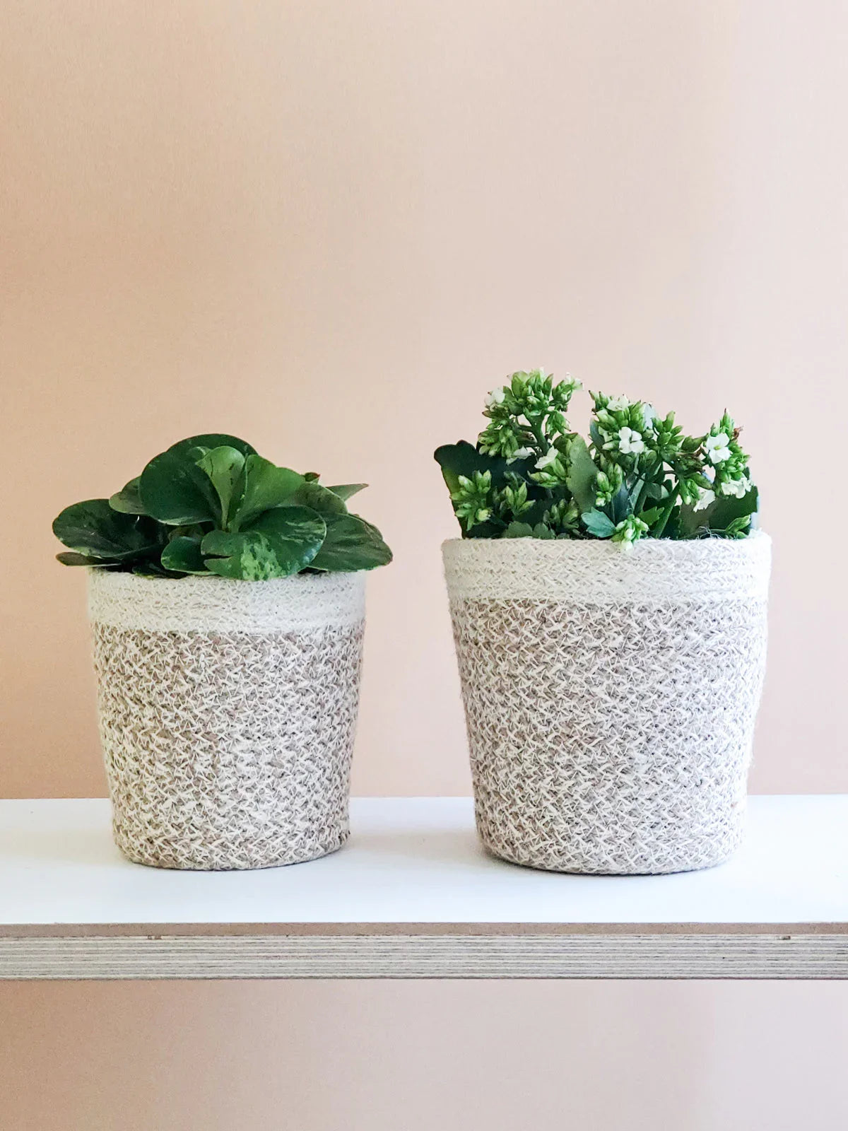 Two beige woven plant baskets with green leafy plants on white shelf against light peach wall