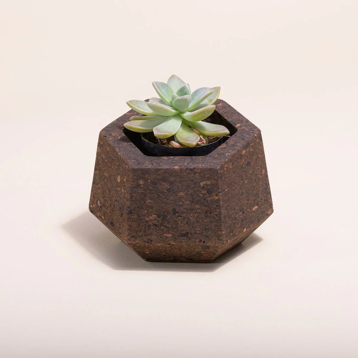 Geometric cork planter with green succulent, eco-friendly gift at Qu!rk Boutique