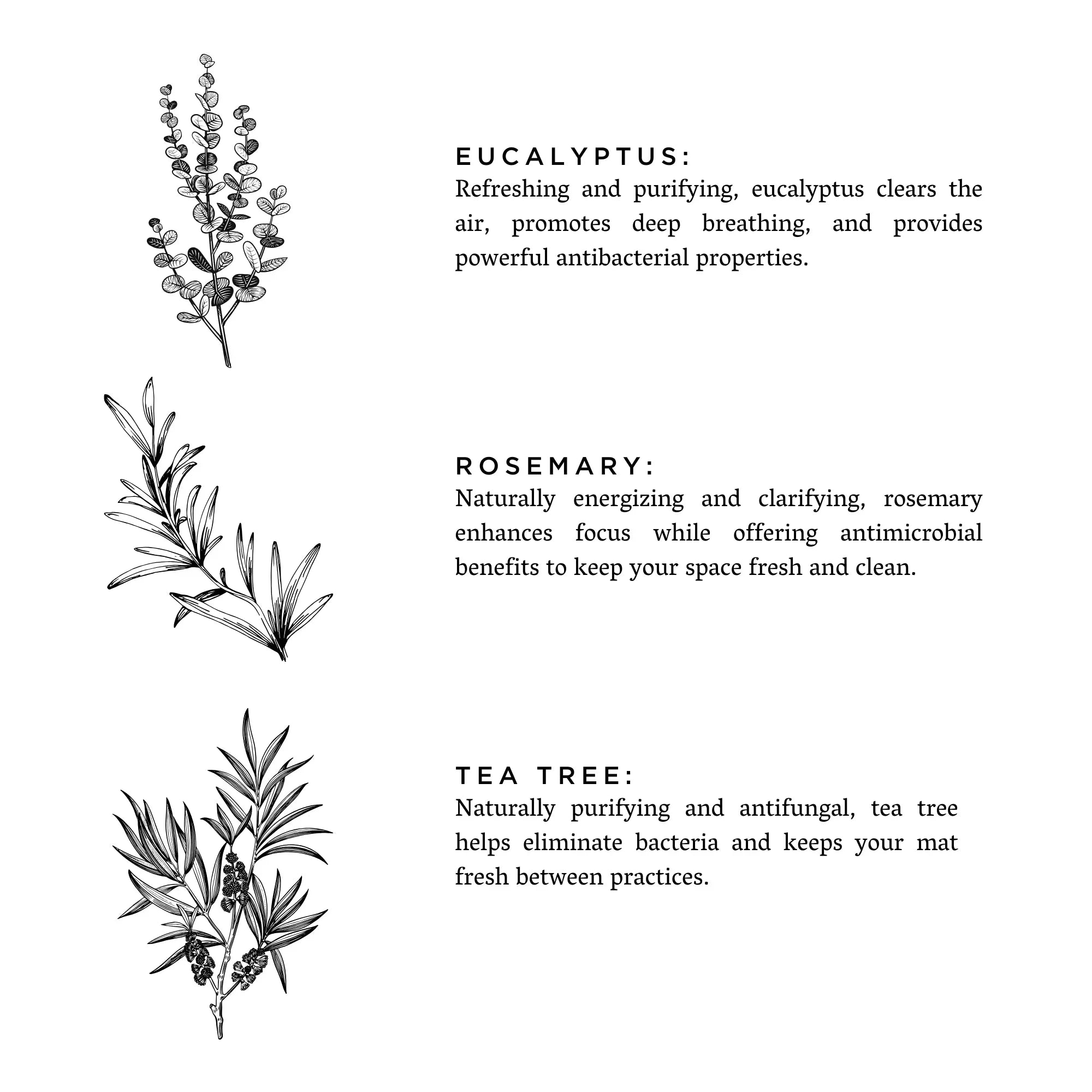 Black and white illustrations of eucalyptus, rosemary, and tea tree with descriptions of their refreshing, antibacterial, and purifying properties