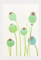 Art Print: Poppy Pods on Ecru - Qu!rk Boutique